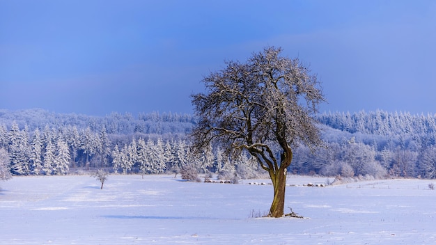 Piękna sceneria zimowego krajobrazu z drzewami pokrytymi śniegiem