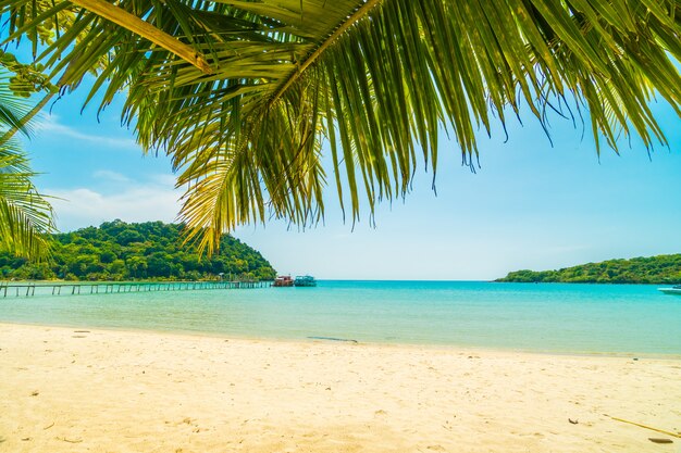 Piękna tropikalna plaża i morze z kokosowym drzewkiem palmowym w raj wyspie