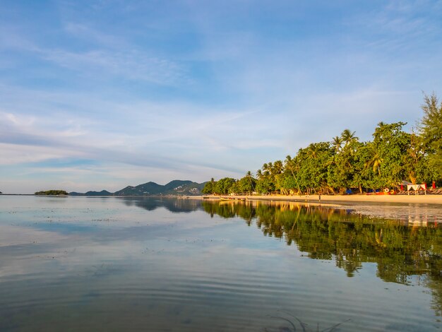 Piękna tropikalna plaża i morze z kokosowym drzewkiem palmowym