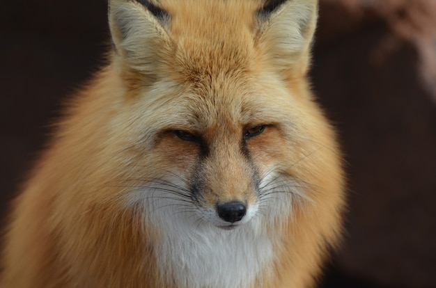 Piękna twarz rudego lisa z bliska i osobiście.