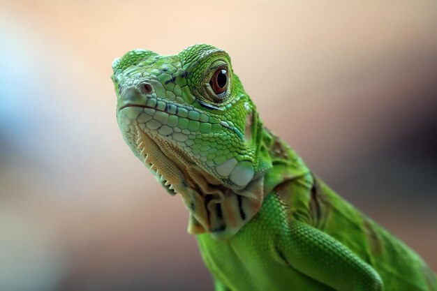 Piękna zielona iguana zbliżenie głowy na zbliżenie zwierząt z drewna