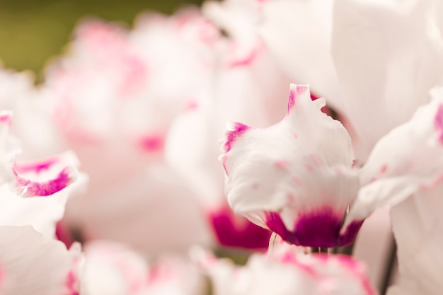 Piękne białe i fioletowe świeże kwiaty