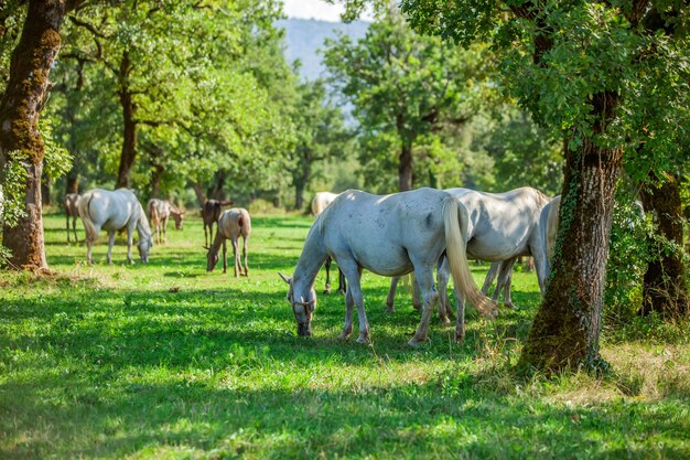 Piękne białe konie pasące się w Lipica, Park Narodowy w Słowenii