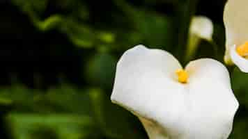 Bezpłatne zdjęcie piękne białe lilie calla