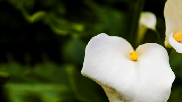 Piękne białe lilie calla
