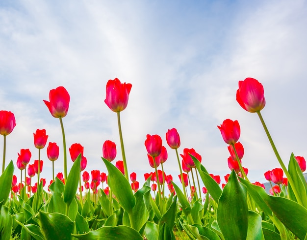 Bezpłatne zdjęcie piękne bukiet tulipanów w sezonie wiosennym.