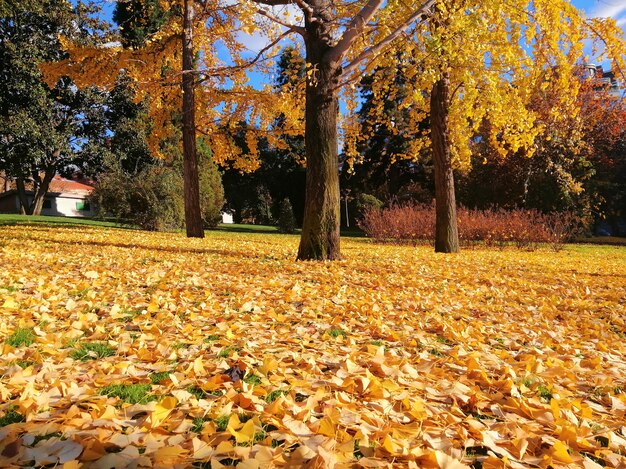 Piękne drzewa z żółtymi liśćmi jesienią w Madrycie, Hiszpania