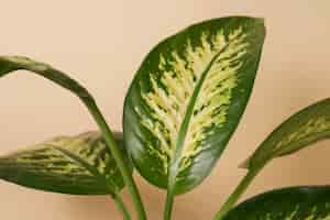 Bezpłatne zdjęcie piękne dwukolorowe detale roślin