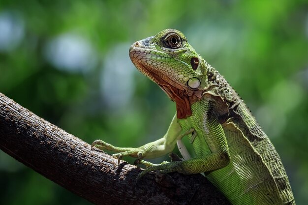 Piękne dziecko czerwona iguana zbliżenie głowy na zbliżenie zwierząt z drewna