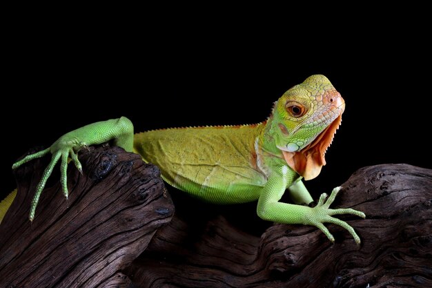 Piękne dziecko czerwona iguana zbliżenie głowy na zbliżenie zwierząt z drewna