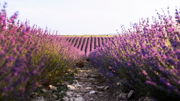 Bezpłatne zdjęcie piękne fioletowe rośliny lawendy i ścieżka