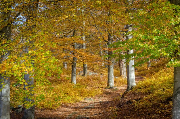 Piękne i hipnotyzujące ujęcie przedstawiające las, który jesienią powoli zmienia kolor na złoty