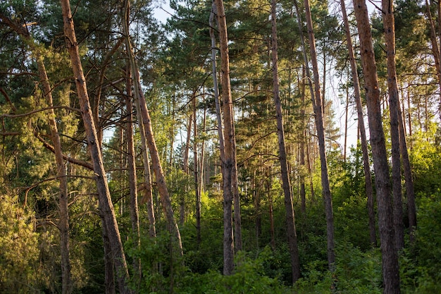 Piękne i wysokie drzewa w lesie lśniącym pod błękitnym niebem