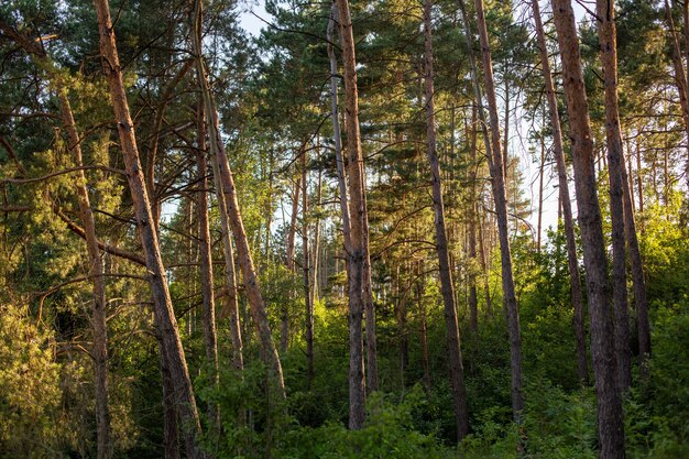 Piękne i wysokie drzewa w lesie lśniącym pod błękitnym niebem