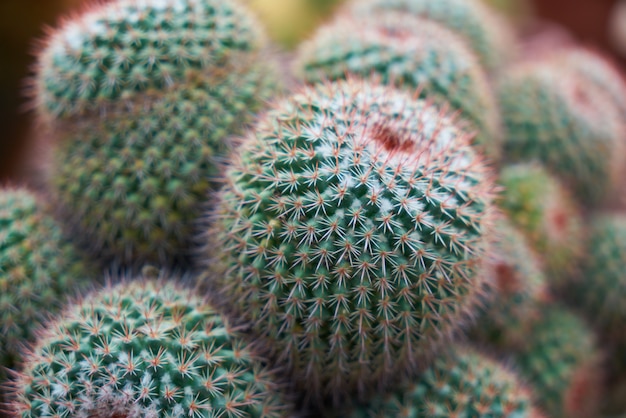 Piękne kaktusy z fioletowym szczegóły