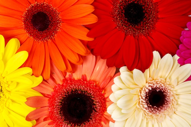 Piękne kolorowe kwiaty gerbera