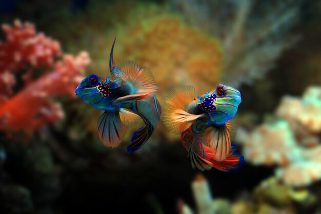 Piękne kolorowe ryby mandarynki