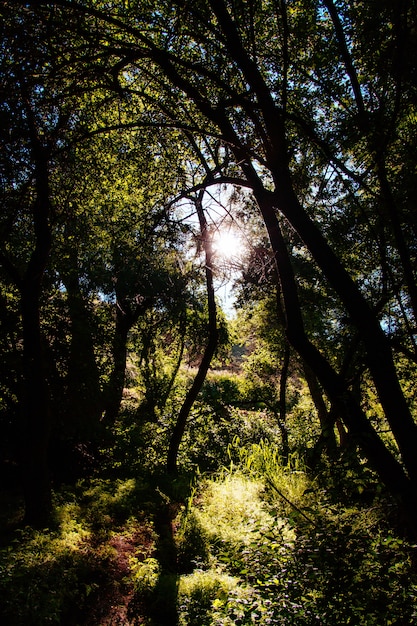 Bezpłatne zdjęcie piękne krajobrazy niesamowitego dzikiego lasu z zapierającą dech w piersiach zielenią