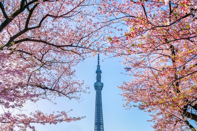 Piękne kwiaty wiśni i drzewo Tokyo Sky wiosną w Tokio, Japonia.