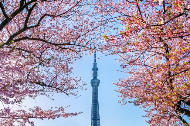Piękne kwiaty wiśni i drzewo Tokyo Sky wiosną w Tokio, Japonia.