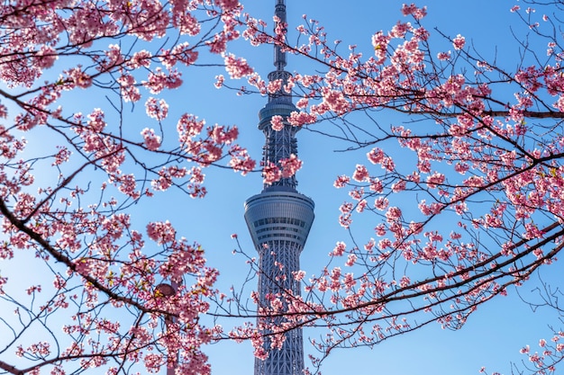 Piękne kwiaty wiśni i drzewo Tokyo Sky wiosną w Tokio, Japonia.