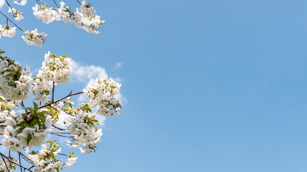 Piękne kwitnące drzewo z pogodnym niebem