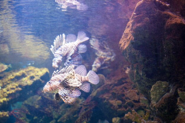 Piękne Lionfish na rafach koralowych