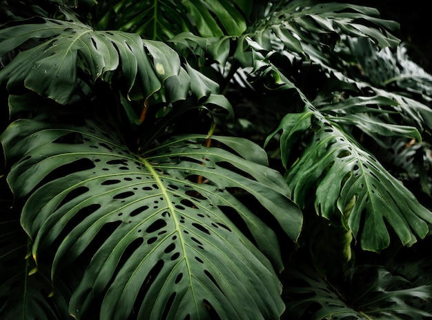 Piękne liście tropikalnego filodendronu