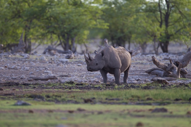 Piękne nosorożce stojące samotnie w środku dżungli