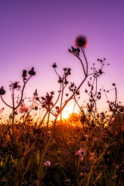 Piękne pionowe zdjęcia kwiatów kwitnących w polu na kolorowy zachód słońca