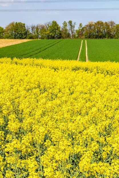 Piękne pole łykowe z zielonymi kwiatami i błękitnym niebem