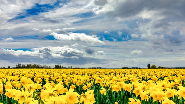Piękne pole pokryte żółtymi kwiatami ze wspaniałymi chmurami na niebie w