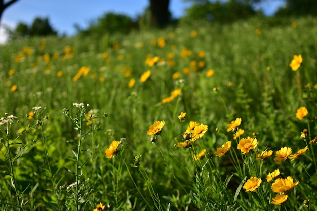 Piękne pole z żółtymi kwiatami