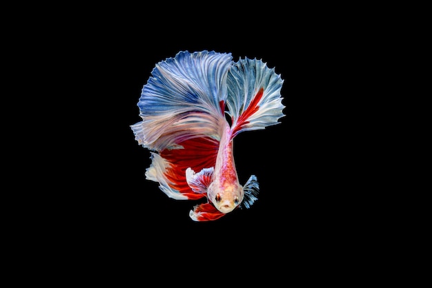 Piękne półksiężycowe biało-czerwone Betta splendens, bojownik syjamski lub Pla-kad w popularnej tajskiej rybie w akwarium.