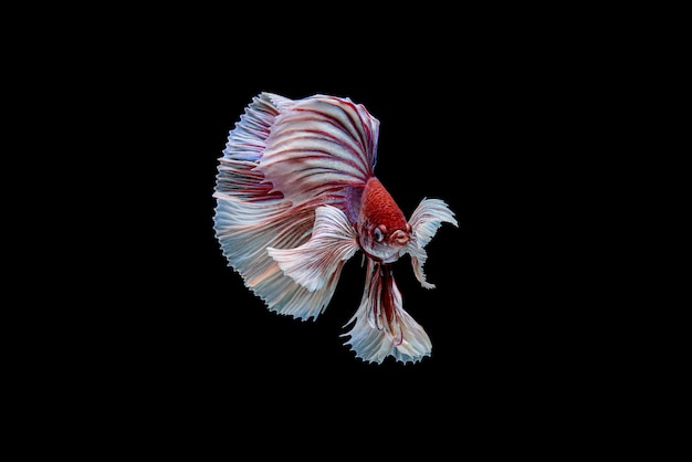 Piękne półksiężycowe biało-czerwone Betta splendens, bojownik syjamski lub Pla-kad w popularnej tajskiej rybie w akwarium.