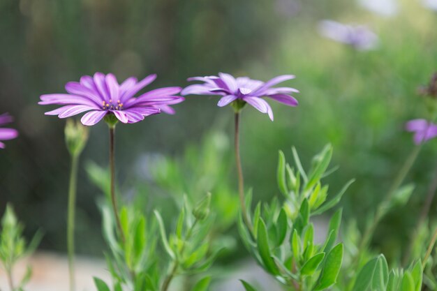 Piękne purpurowe kwiaty z bliska