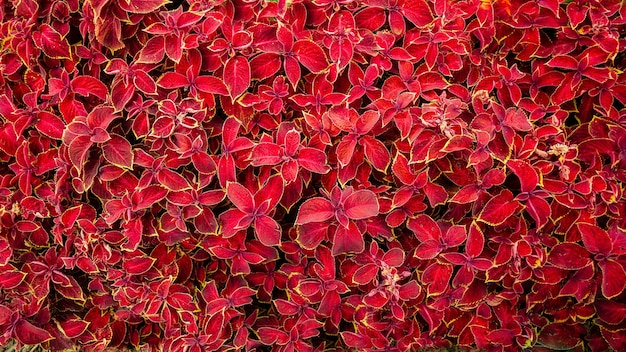 Piękne rośliny o jasnoczerwonych liściach