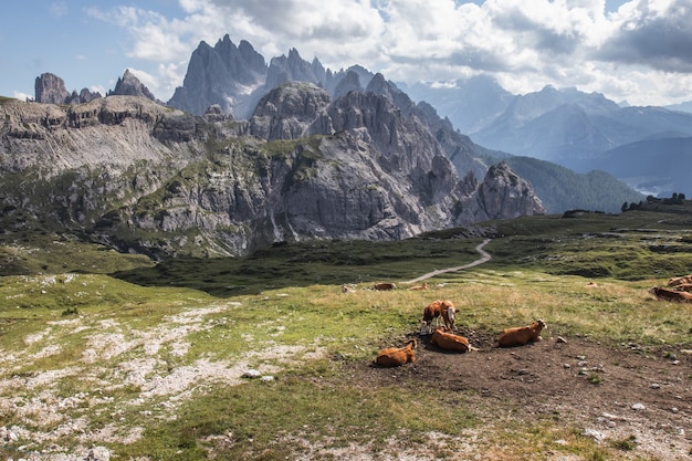 Bezpłatne zdjęcie piękne ujęcie brązowych krów w dolinie w parku przyrody three peaks w toblach we włoszech