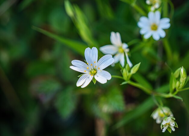 Piękne ujęcie chickweeds