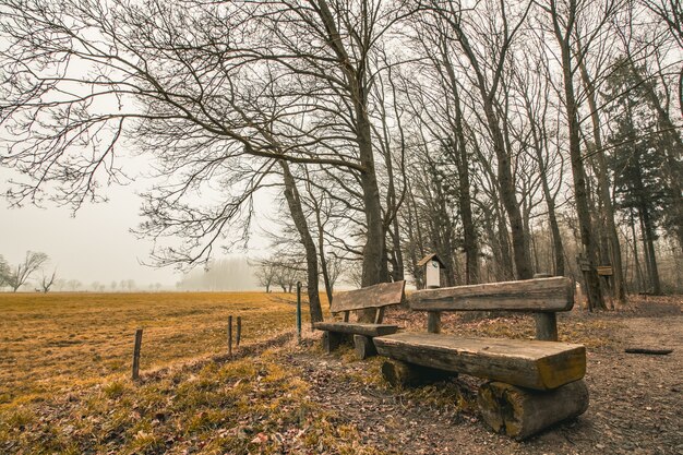 Piękne ujęcie drewnianych ławek w parku leśnym z ponurym niebem w tle