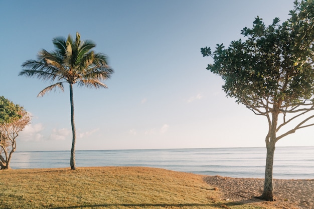 Piękne ujęcie drzew na złotej, piaszczystej plaży z jasnym błękitnym niebem w tle
