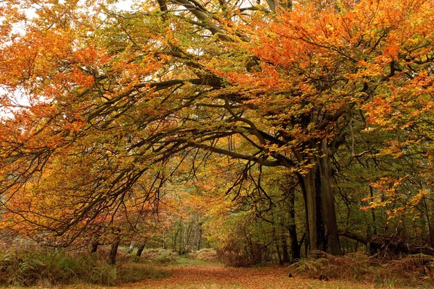 Piękne ujęcie drzew z kolorowymi liśćmi w jesiennym lesie