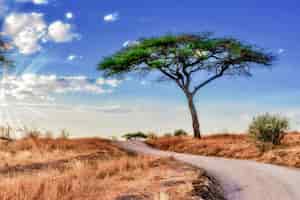 Bezpłatne zdjęcie piękne ujęcie drzewa na równinach sawanny z błękitnym niebem