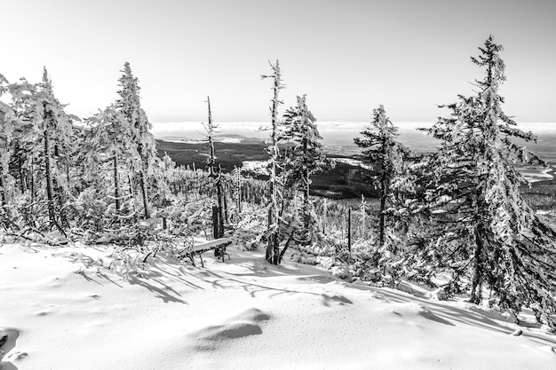 Bezpłatne zdjęcie piękne ujęcie jodły pokryte śniegiem w lesie z czystym niebem
