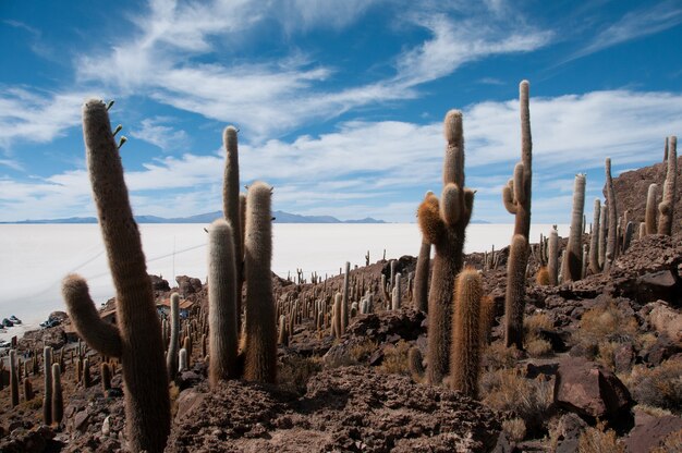 Piękne ujęcie kaktusów w pobliżu solnego mieszkania w Isla Incahuasi w Boliwii