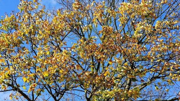 Piękne ujęcie kolorowych liści na gałęziach drzewa