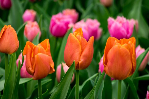 Piękne ujęcie kolorowych tulipanów w polu w słoneczny dzień