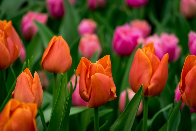 Piękne ujęcie kolorowych tulipanów w polu w słoneczny dzień