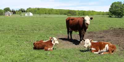 Bezpłatne zdjęcie piękne ujęcie krów pasących się na użytkach zielonych w gospodarstwie