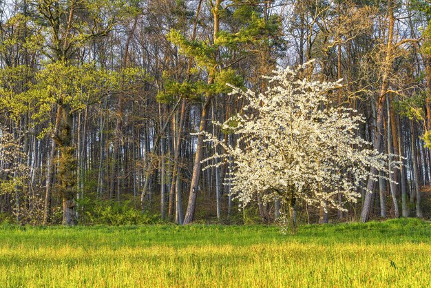 Piękne ujęcie kwitnącego białego drzewa otoczonego zielenią
